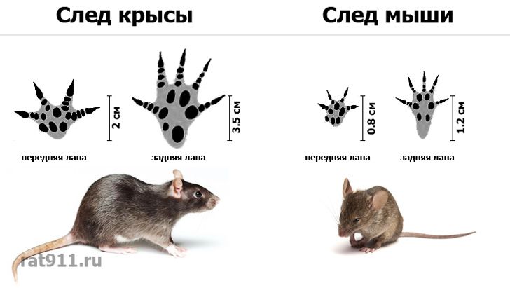 следы лап крыс и мышей